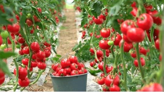 Screenshot 20250503 184144 Chrome crop