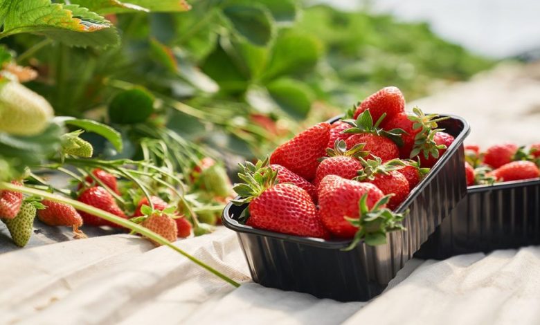 تجربة ناجحة لاستخدام الفقاعات النانوية في إنتاج الفراولة في إيران 1 222 crop