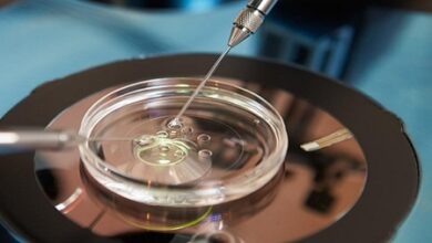 Iran Develops IVF Kits for Lab Created Animal Embryo