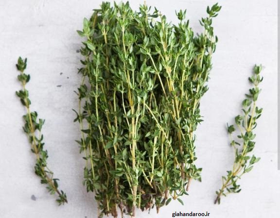 Iran exports medicinal thyme to Oman and Germany 1 C54172B6 447A 49BC 8414 0819598D3DF6